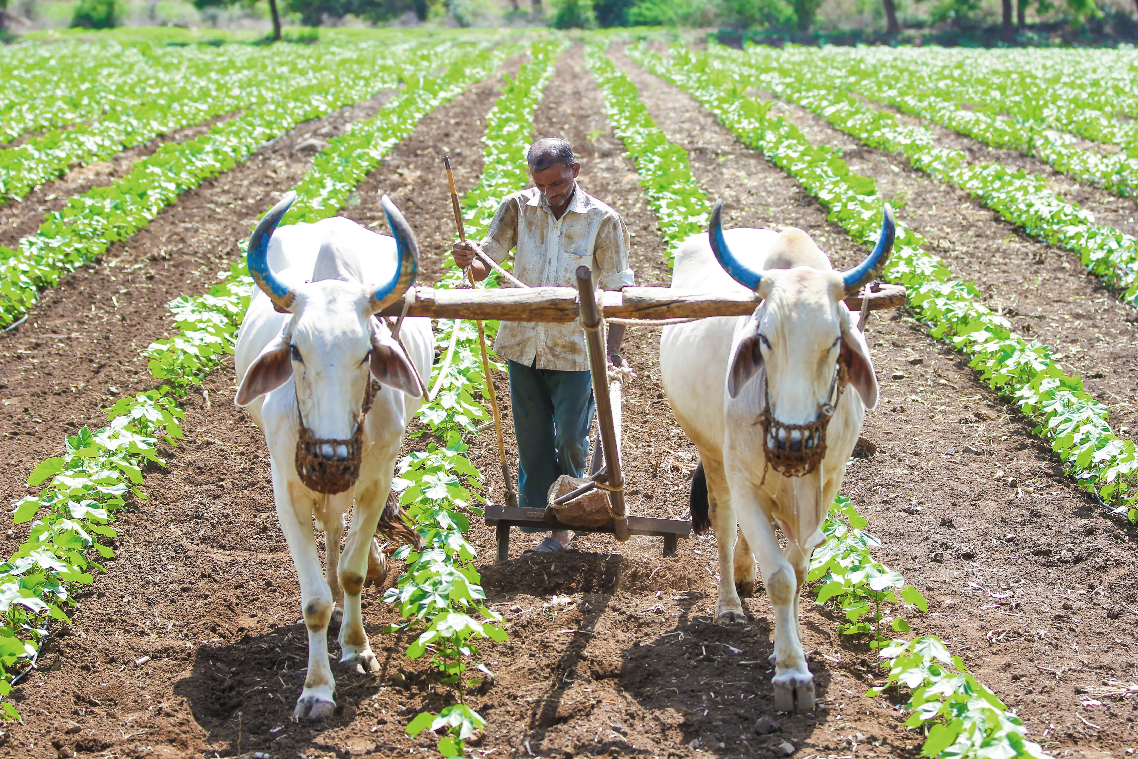 Soul Restro Café Gandhinagar – Satvik Organic Café